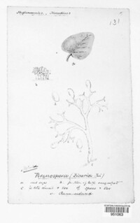 Peronospora ficariae image